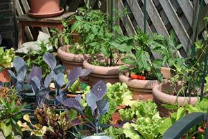 gyo